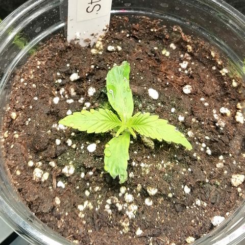 Ute growlog timeline photo