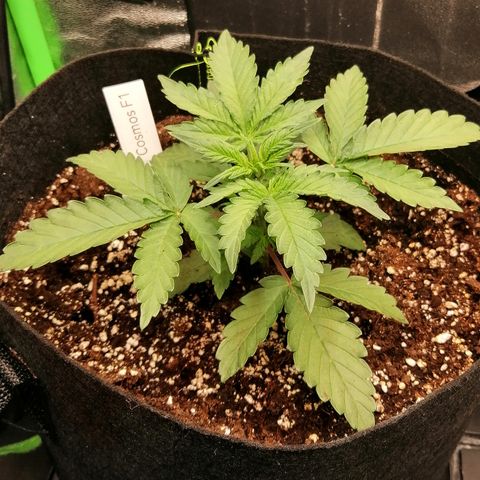 Cinderella growlog timeline photo