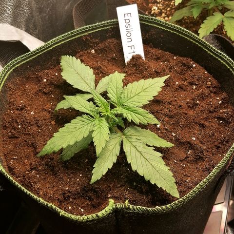 Elli growlog timeline photo