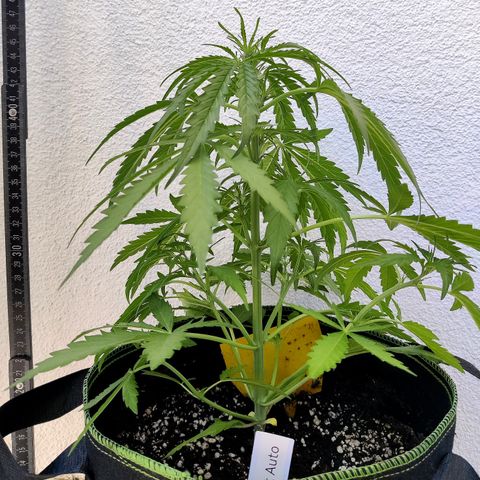 Ida growlog timeline photo
