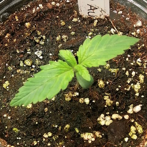 Waltraud growlog timeline photo