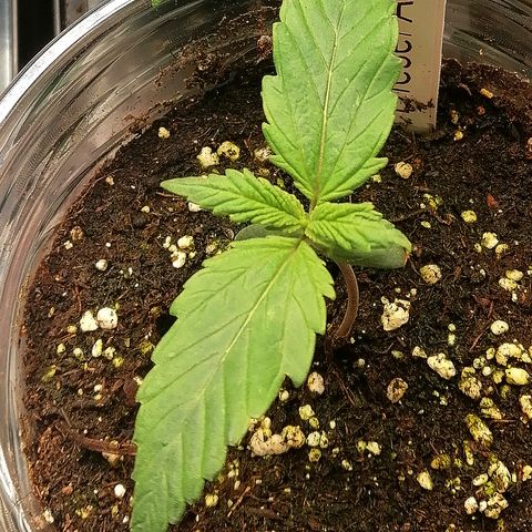 Jule growlog timeline photo