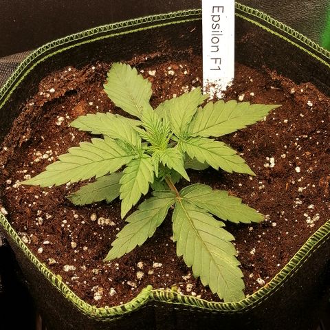 Elli growlog timeline photo