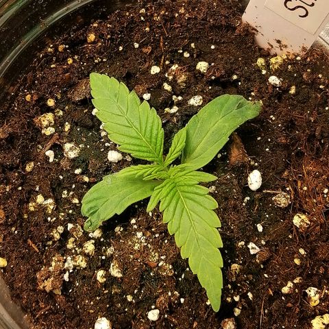 Ute growlog timeline photo