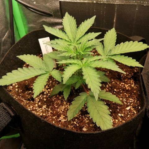 Cinderella growlog timeline photo
