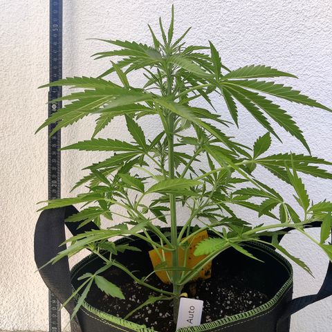 Ida growlog timeline photo