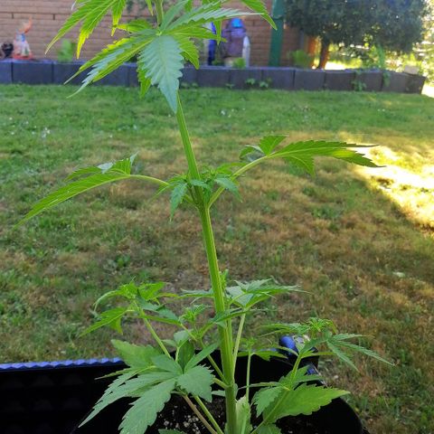 Susanne growlog timeline photo