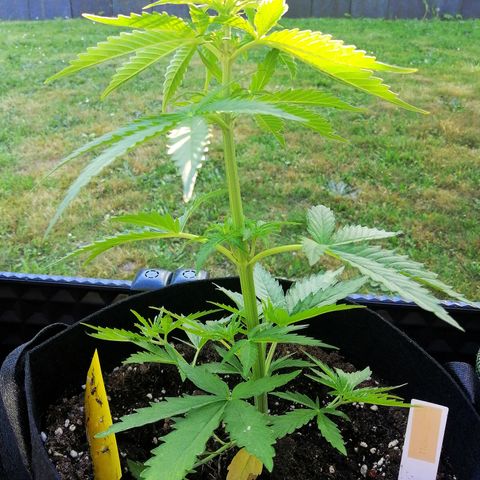 Bärbel growlog timeline photo