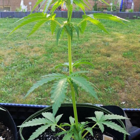 Julia growlog timeline photo