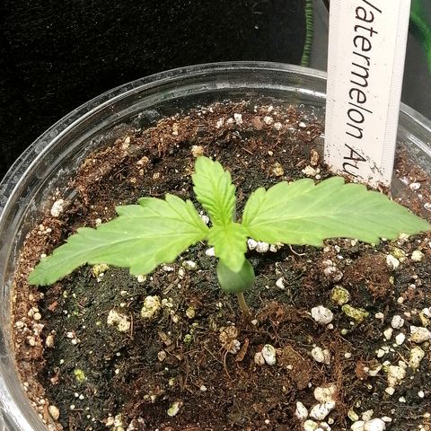 Waltraud growlog timeline photo