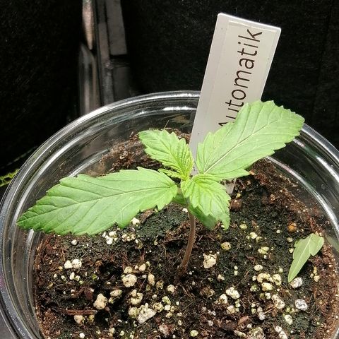 Jule growlog timeline photo