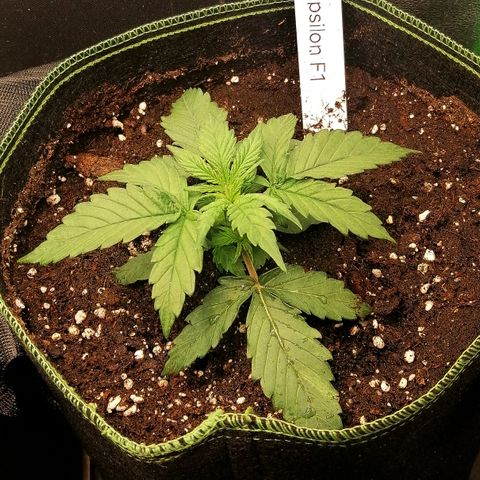 Elli growlog timeline photo
