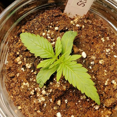 Ute growlog timeline photo