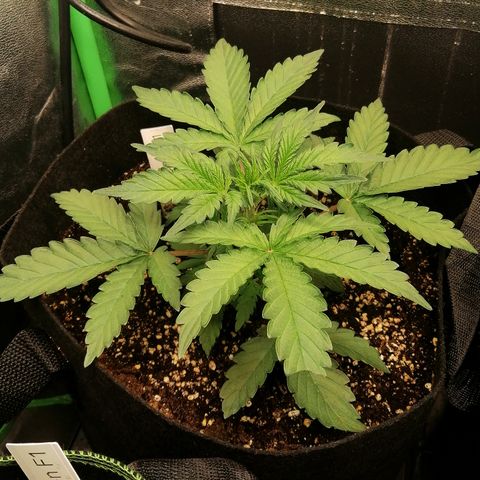 Cinderella growlog timeline photo
