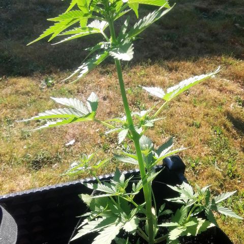 Susanne growlog timeline photo