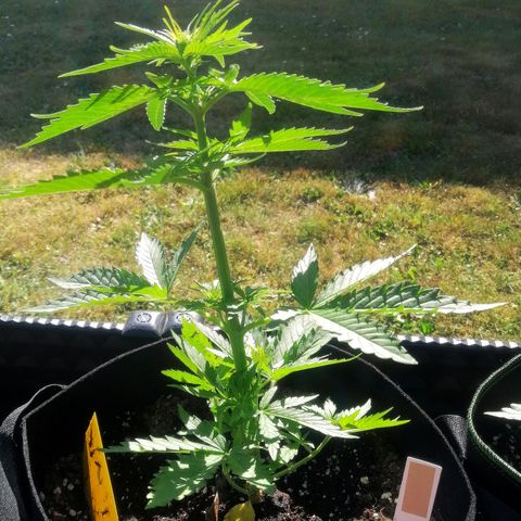 Bärbel growlog timeline photo
