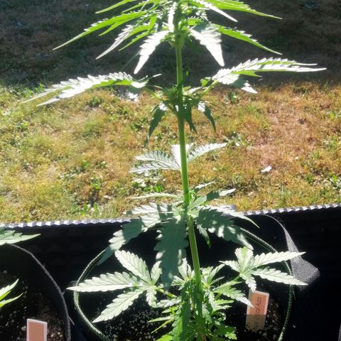 Julia growlog timeline photo