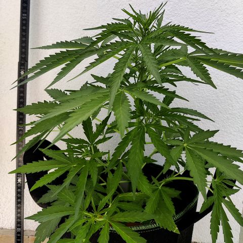 Ida growlog timeline photo