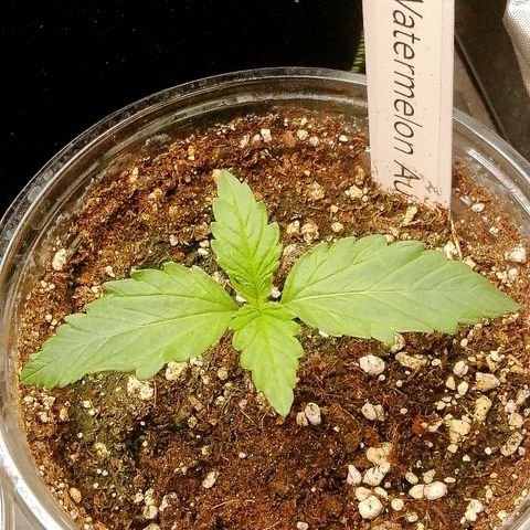 Waltraud growlog timeline photo
