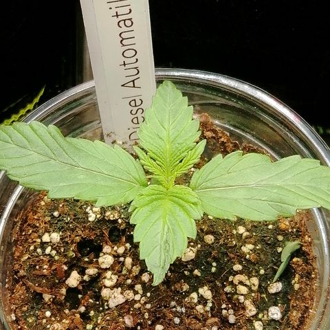 Jule growlog timeline photo