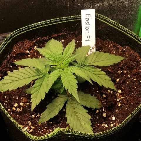 Elli growlog timeline photo