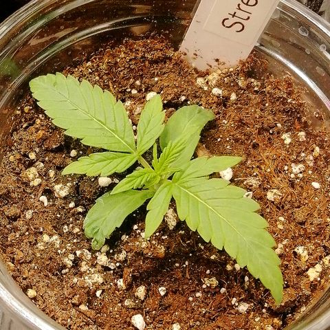 Ute growlog timeline photo