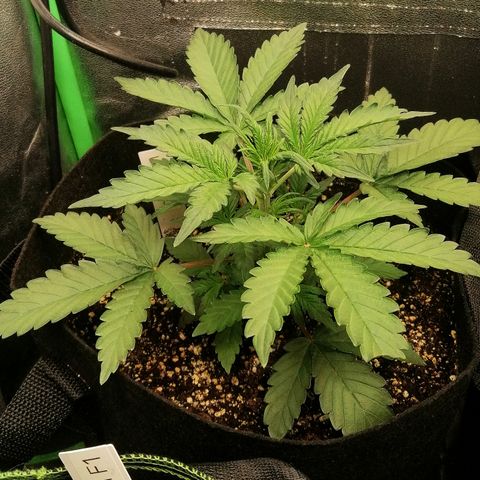 Cinderella growlog timeline photo