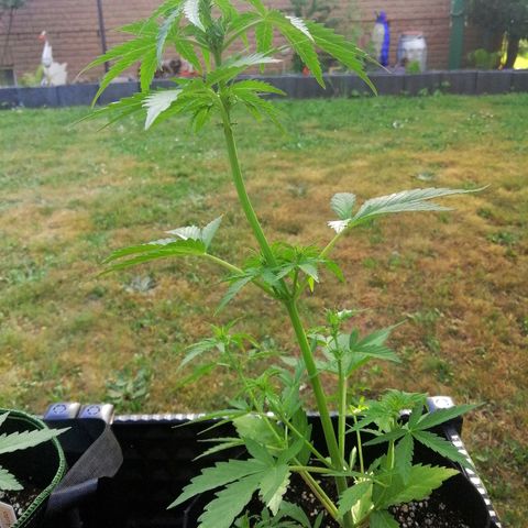 Susanne growlog timeline photo