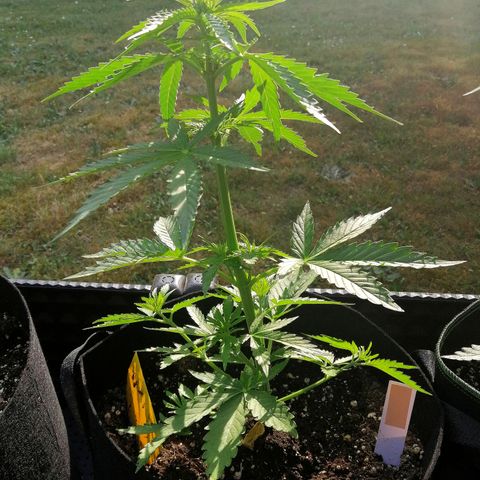 Bärbel growlog timeline photo