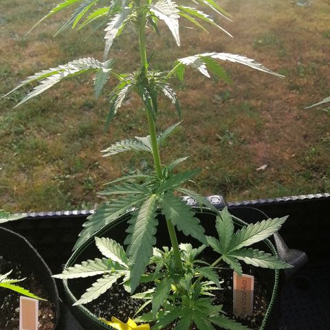 Julia growlog timeline photo