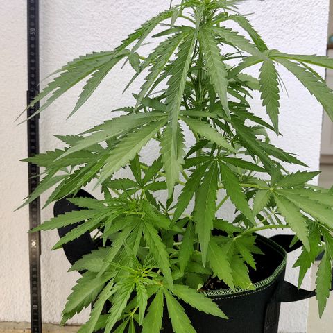 Ida growlog timeline photo