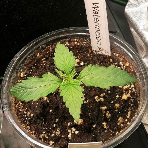 Waltraud growlog timeline photo