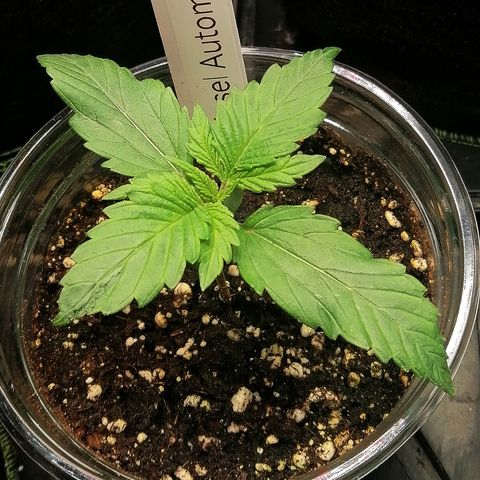 Jule growlog timeline photo