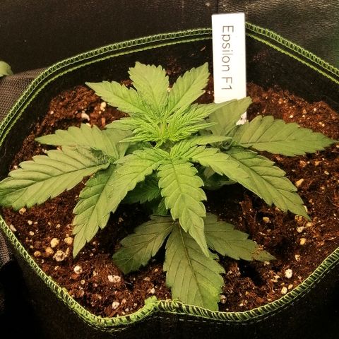 Elli growlog timeline photo