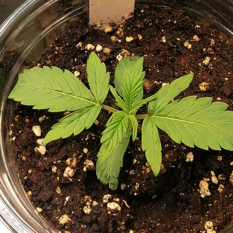 Ute growlog timeline photo