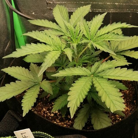 Cinderella growlog timeline photo