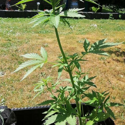 Susanne growlog timeline photo