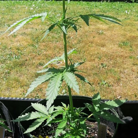 Bärbel growlog timeline photo