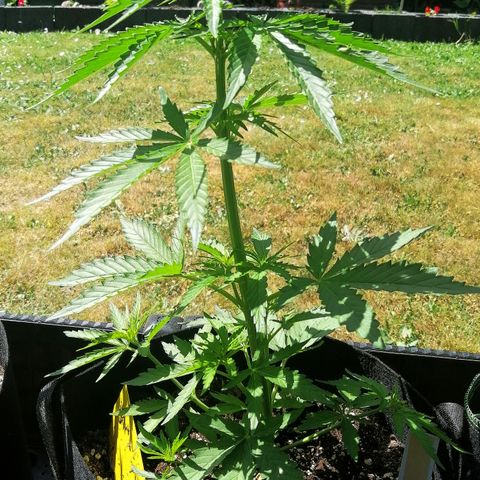 Julia growlog timeline photo