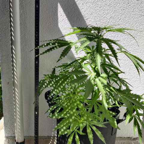 Ida growlog timeline photo