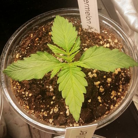 Waltraud growlog timeline photo
