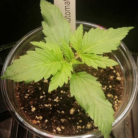 Jule growlog timeline photo