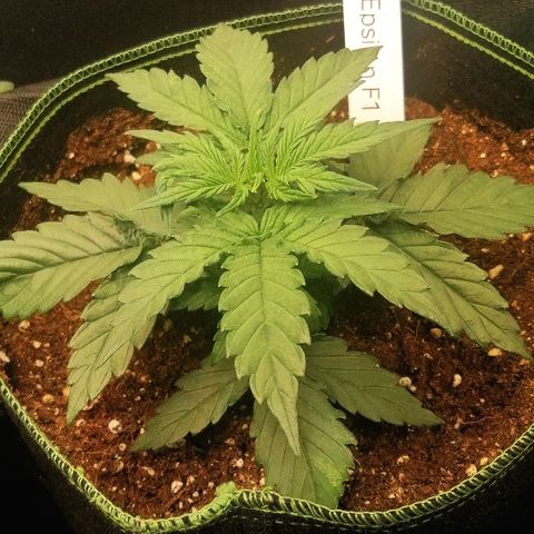 Elli growlog timeline photo
