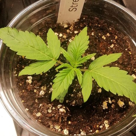 Ute growlog timeline photo