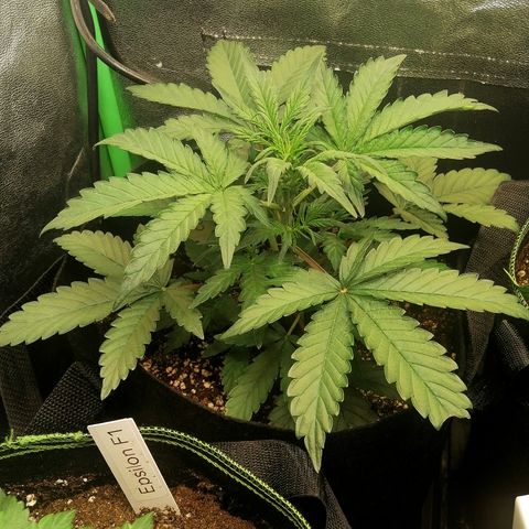Cinderella growlog timeline photo