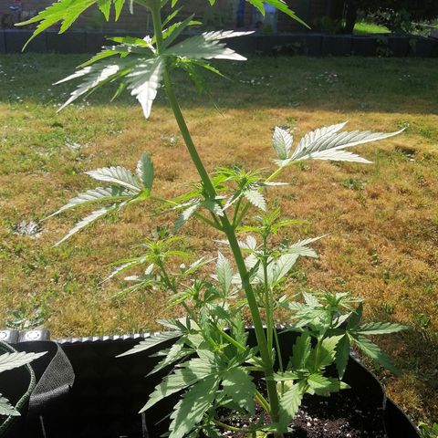 Susanne growlog timeline photo