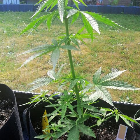 Bärbel growlog timeline photo