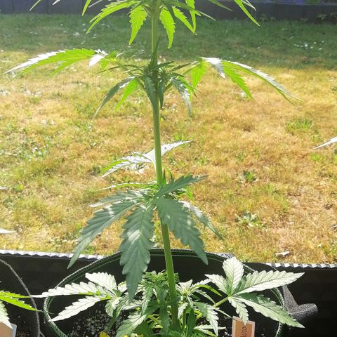 Julia growlog timeline photo