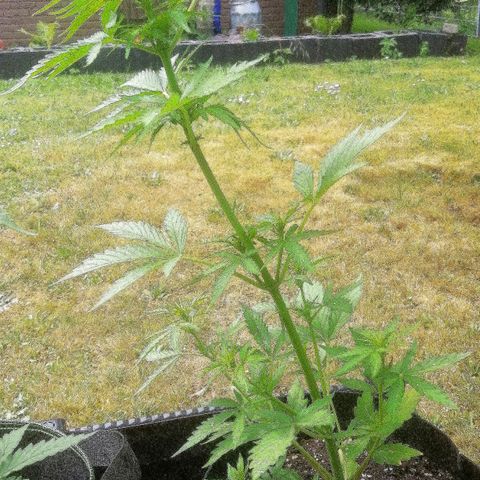 Susanne growlog timeline photo