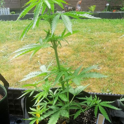 Bärbel growlog timeline photo